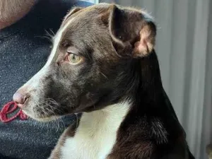Cachorro raça SRD-ViraLata idade 2 a 6 meses nome Bebezinha 
