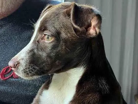 Cachorro ra a SRD-ViraLata idade 2 a 6 meses nome Bebezinha 