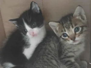 Gato raça SRD-ViraLata idade 2 a 6 meses nome Gatinha