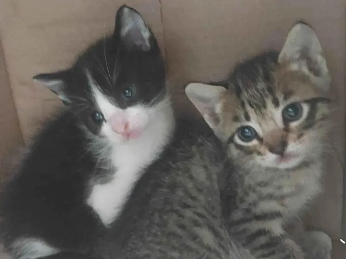 Gato raça SRD-ViraLata idade 2 a 6 meses nome Gatinha