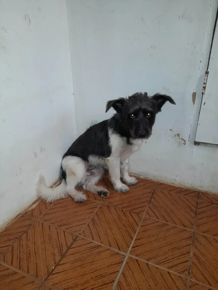 Cachorro ra a SRD-ViraLata idade 7 a 11 meses nome Fofo