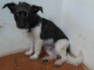 Cachorro raça SRD-ViraLata idade 7 a 11 meses nome Fofo