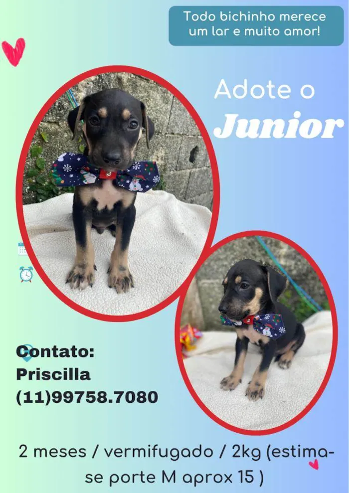 Cachorro raça SRD idade 2 a 6 meses nome Junior 
