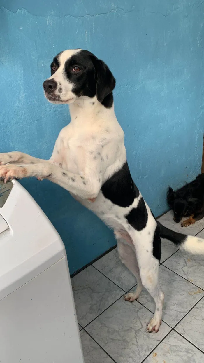 Cachorro ra a SRD-ViraLata idade 3 anos nome Tor 