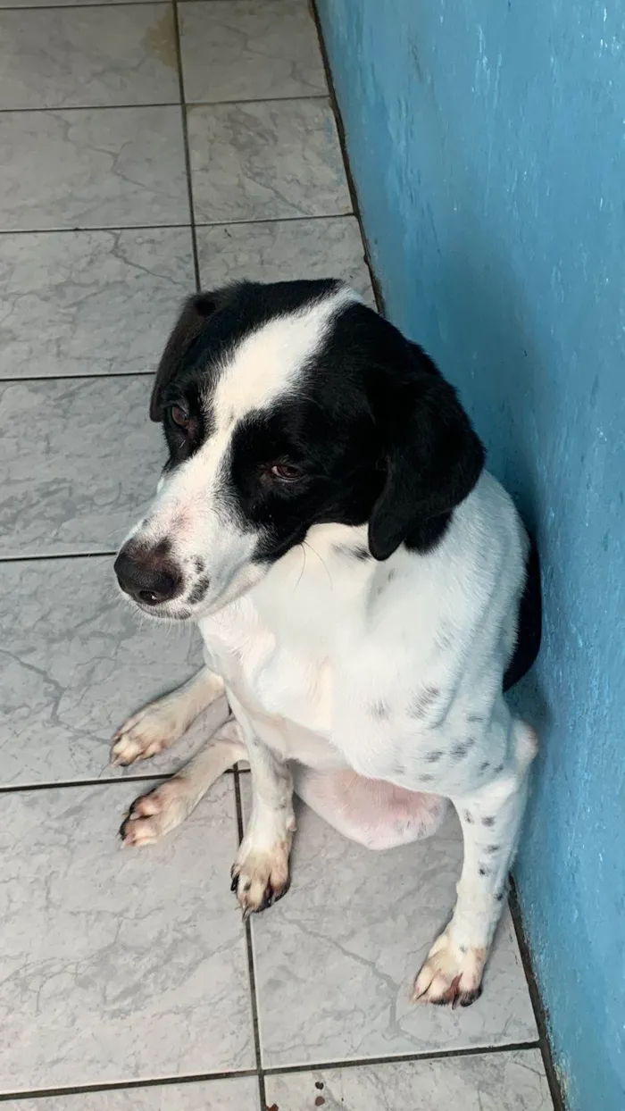 Cachorro ra a SRD-ViraLata idade 3 anos nome Tor 