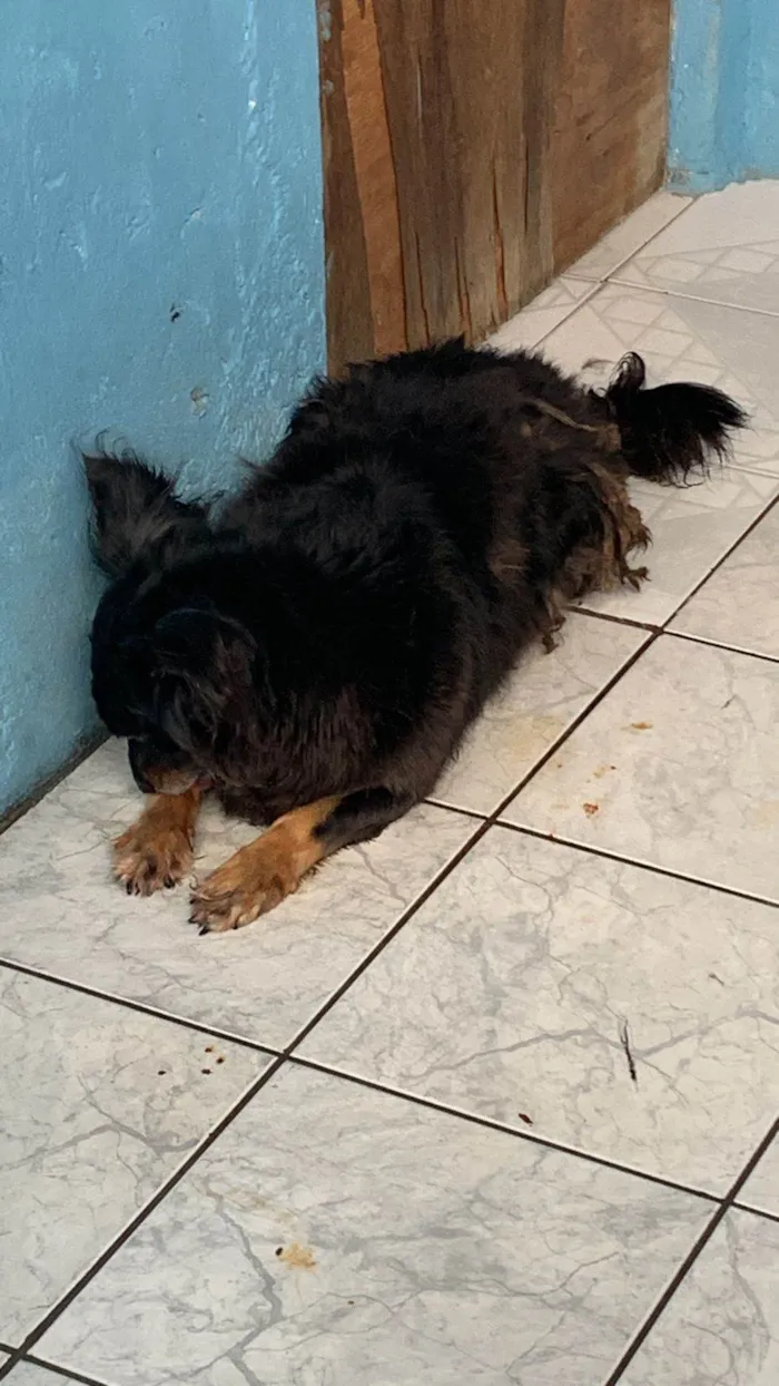 Cachorro ra a SRD-ViraLata idade 5 anos nome Preto