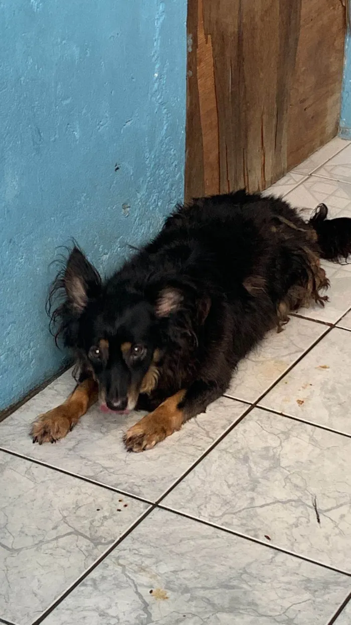 Cachorro ra a SRD-ViraLata idade 5 anos nome Preto