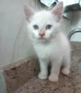 Gato raça SRD-ViraLata idade 2 a 6 meses nome Neve bb2meses lindo 