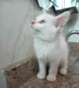 Gato raça SRD-ViraLata idade 2 a 6 meses nome Neve bb2meses lindo 
