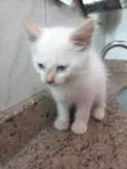 Gato raça SRD-ViraLata idade 2 a 6 meses nome Neve bb2meses lindo 