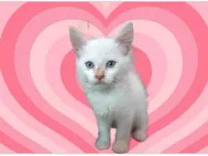 Gato raça SRD-ViraLata idade 2 a 6 meses nome Neve bb2meses lindo 
