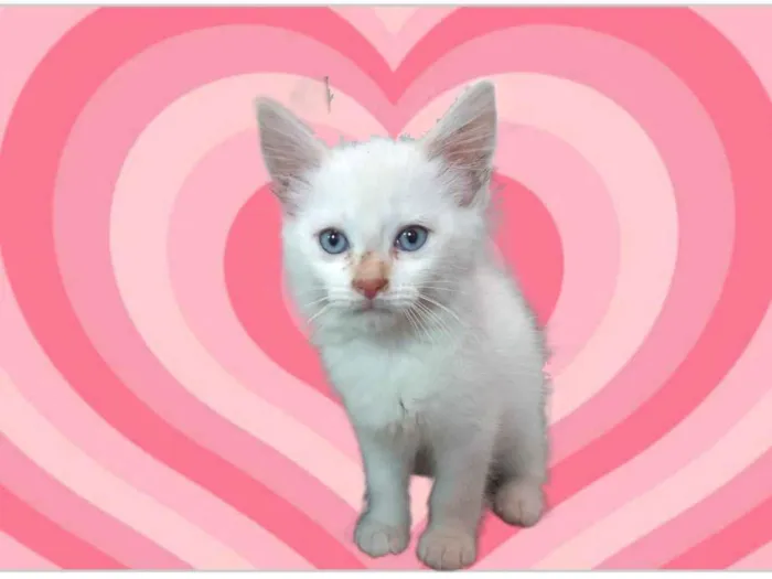 Gato raça SRD-ViraLata idade 2 a 6 meses nome Neve bb2meses lindo 