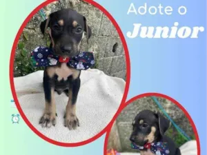 Cachorro raça SRD idade 2 a 6 meses nome Junior 