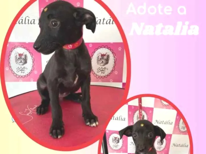 Cachorro raça SRD idade 2 a 6 meses nome Natalia 