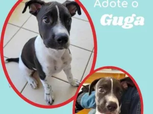 Cachorro raça SRD idade 2 a 6 meses nome Guga