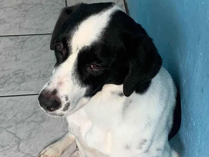 Cachorro ra a SRD-ViraLata idade 3 anos nome Tor 