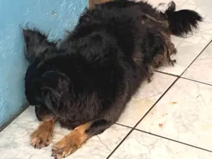 Cachorro raça SRD-ViraLata idade 5 anos nome Preto