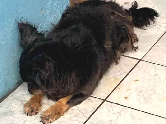 Cachorro ra a SRD-ViraLata idade 5 anos nome Preto