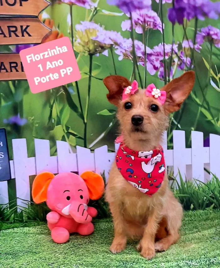 Cachorro raça SRD-ViraLata idade 1 ano nome Florzinha 