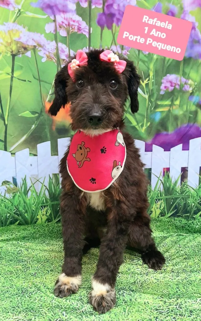 Cachorro raça SRD-ViraLata idade 1 ano nome Rafaela 