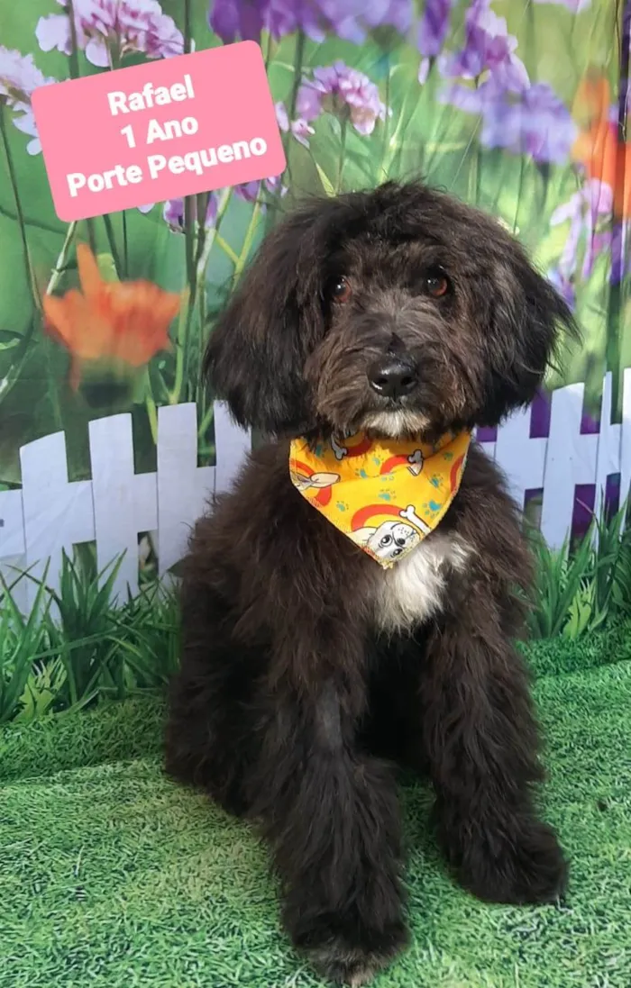 Cachorro raça SRD-ViraLata idade 1 ano nome Rafael 