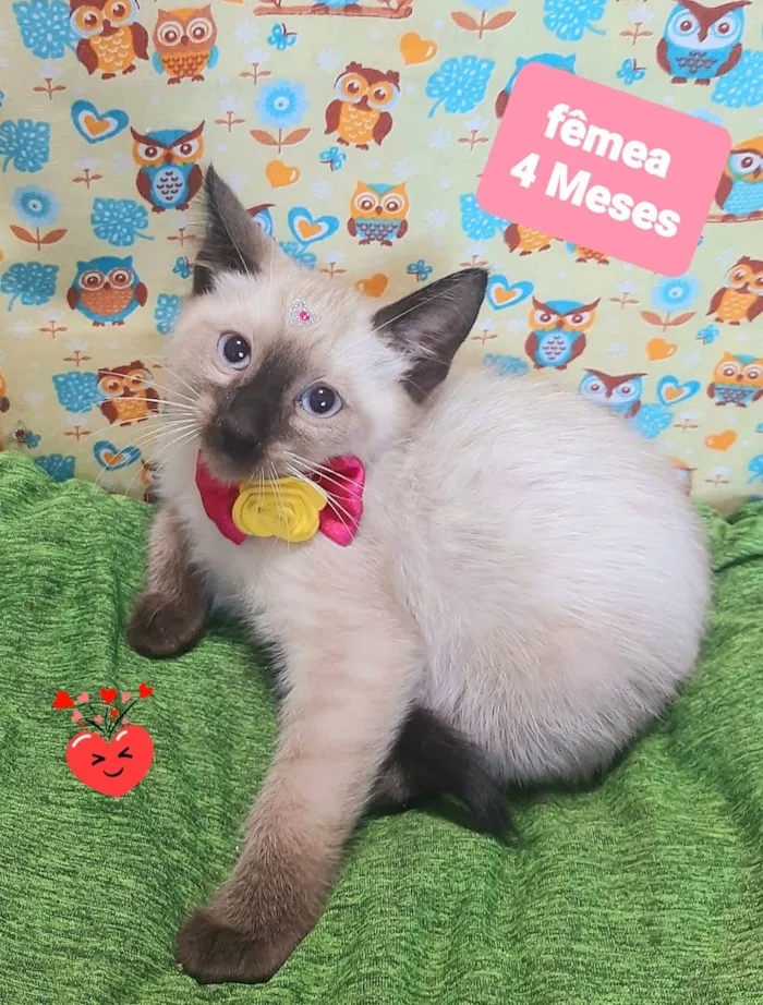 Gato raça SRD-ViraLata idade 2 a 6 meses nome Lisa