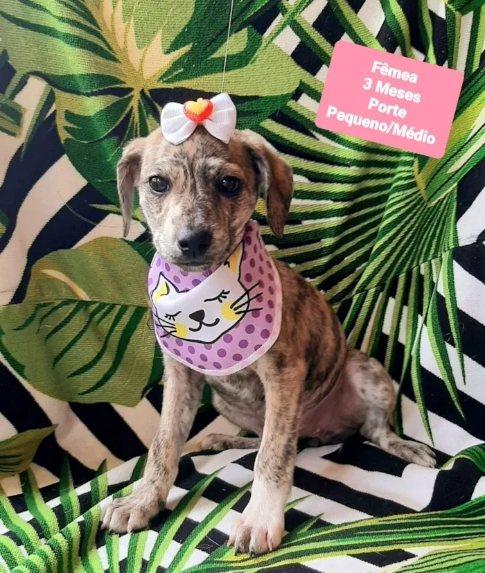 Cachorro raça SRD-ViraLata idade 2 a 6 meses nome Elisa