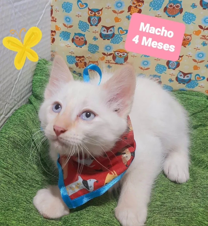 Gato raça SRD-ViraLata idade 2 a 6 meses nome Filipe 