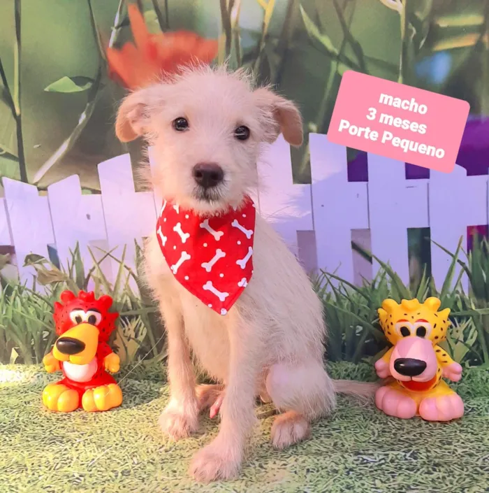 Cachorro raça SRD-ViraLata idade 2 a 6 meses nome Guga