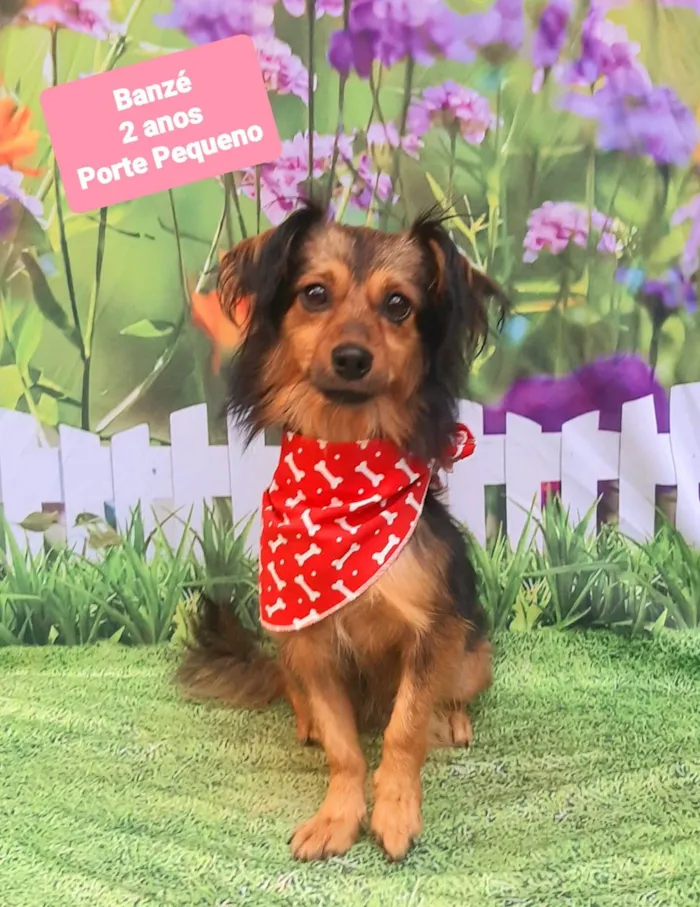 Cachorro raça SRD-ViraLata idade 2 anos nome Banzé