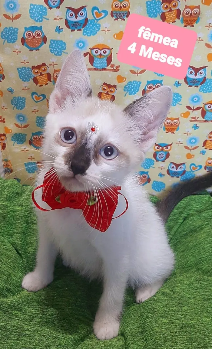 Gato raça SRD-ViraLata idade 2 a 6 meses nome Duda