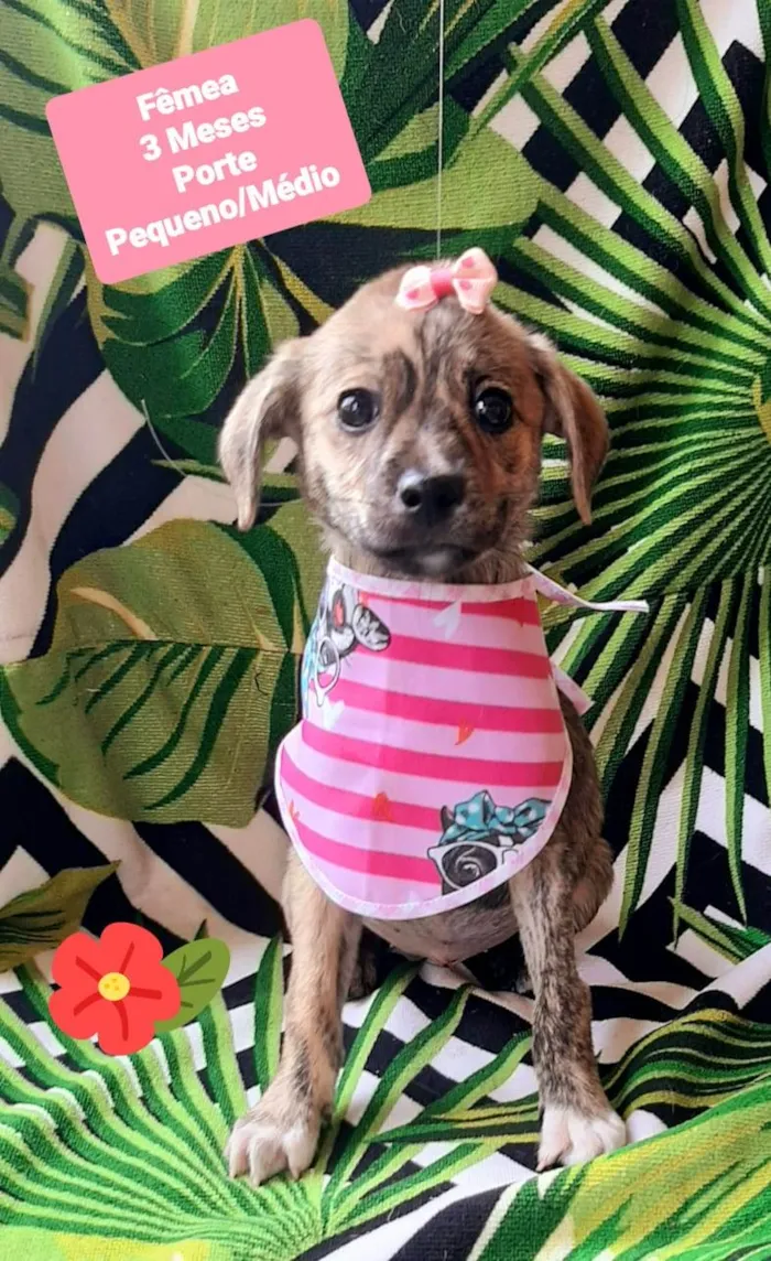 Cachorro raça SRD-ViraLata idade 2 a 6 meses nome Isabela