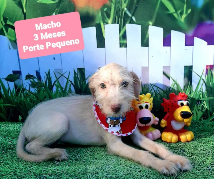 Cachorro raça SRD-ViraLata idade 2 a 6 meses nome Edy