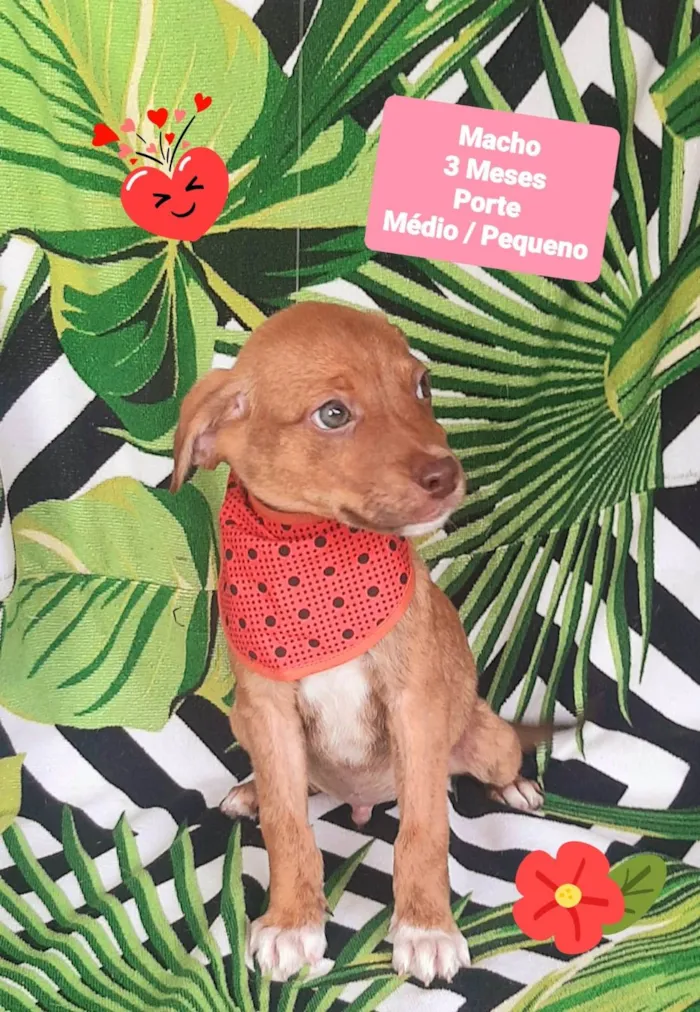 Cachorro raça SRD-ViraLata idade 2 a 6 meses nome Teozinho