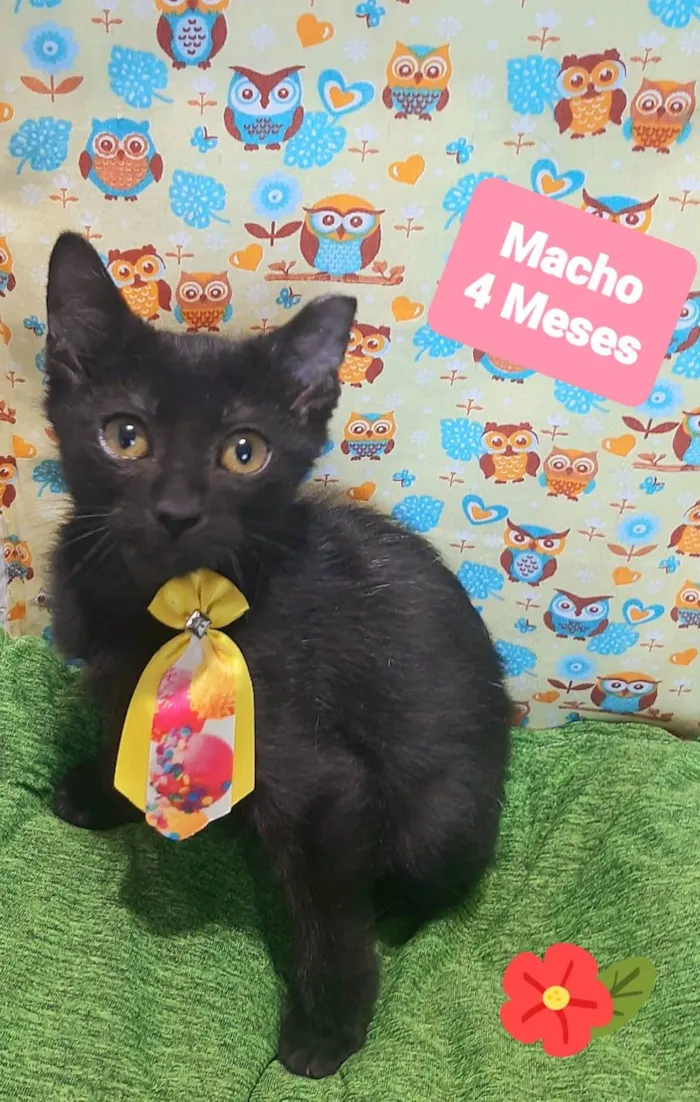 Gato raça SRD-ViraLata idade 2 a 6 meses nome Black 