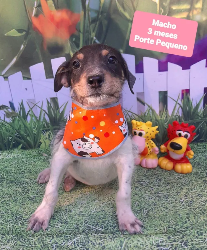 Cachorro raça SRD-ViraLata idade 2 a 6 meses nome Thor