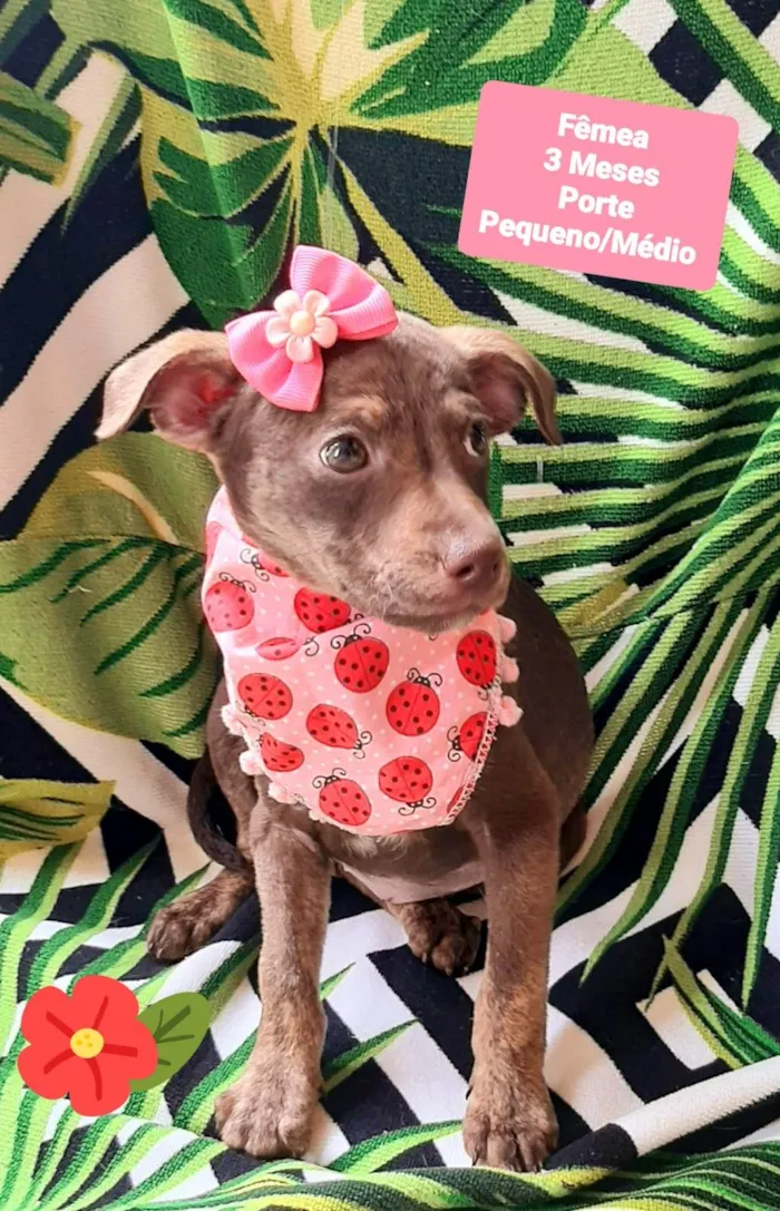 Cachorro raça SRD-ViraLata idade 2 a 6 meses nome Luluca