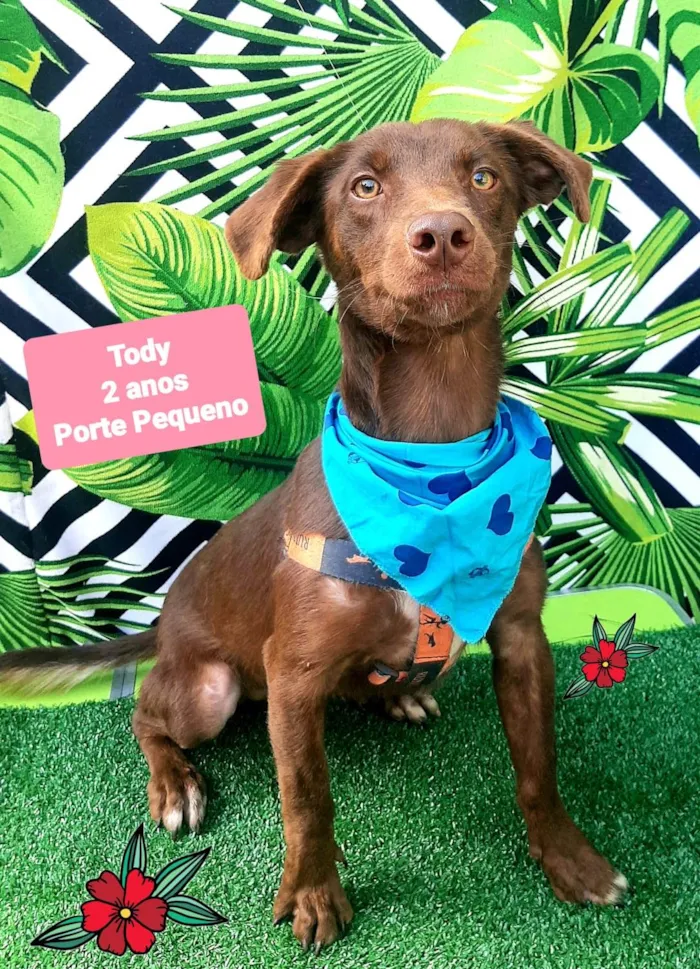 Cachorro raça SRD-ViraLata idade 2 anos nome Tody 
