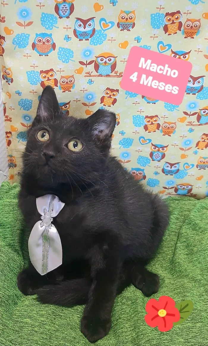 Gato raça SRD-ViraLata idade 2 a 6 meses nome Yuri