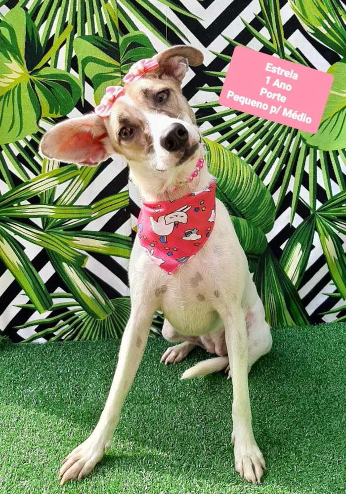 Cachorro raça SRD-ViraLata idade 1 ano nome Estrela
