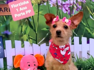 Cachorro raça SRD-ViraLata idade 1 ano nome Florzinha 