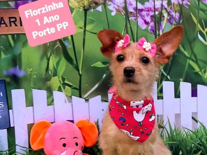 Cachorro raça SRD-ViraLata idade 1 ano nome Florzinha 