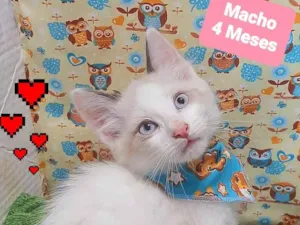 Gato raça SRD-ViraLata idade 2 a 6 meses nome Fred 