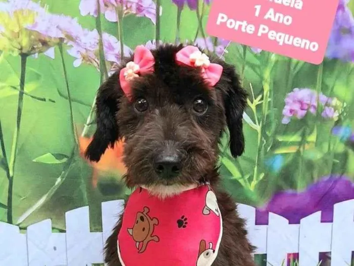 Cachorro raça SRD-ViraLata idade 1 ano nome Rafaela 