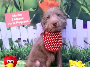 Cachorro raça SRD-ViraLata idade 2 a 6 meses nome Stuart