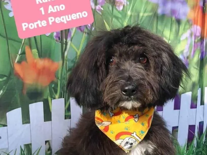 Cachorro raça SRD-ViraLata idade 1 ano nome Rafael 