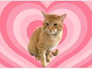 Gato raça SRD-ViraLata idade 1 ano nome Haru lindo e muito bonzinho 