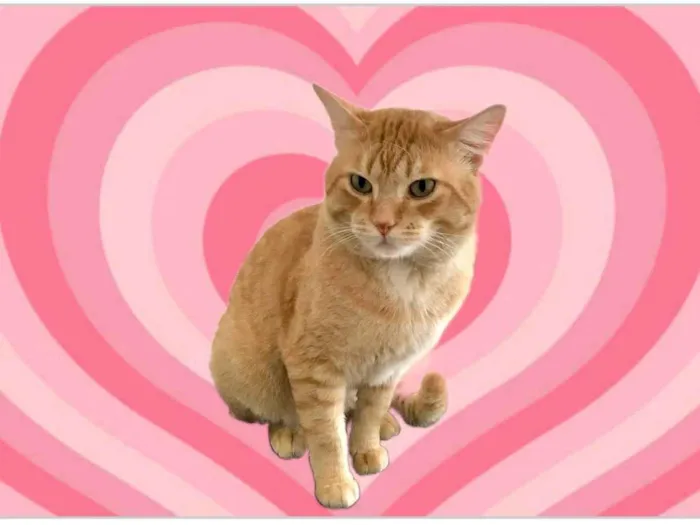 Gato raça SRD-ViraLata idade 1 ano nome Haru lindo e muito bonzinho 