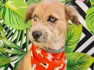 Cachorro raça SRD-ViraLata idade 2 anos nome Bredy 