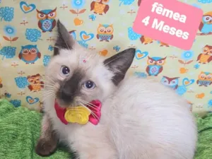 Gato raça SRD-ViraLata idade 2 a 6 meses nome Lisa